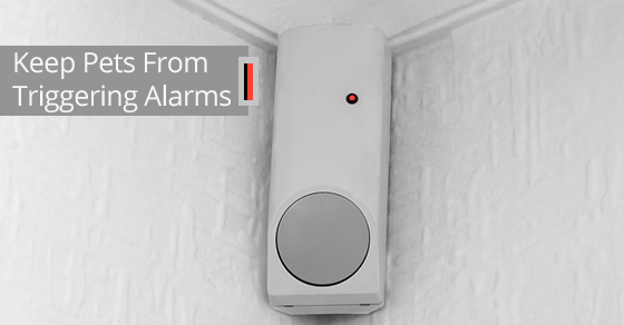 Pet-Proof Burglar Alarm
